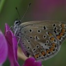 Borboleta (Butterfly) Aricia cramera